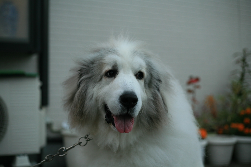 今日も甘えん坊のココさん