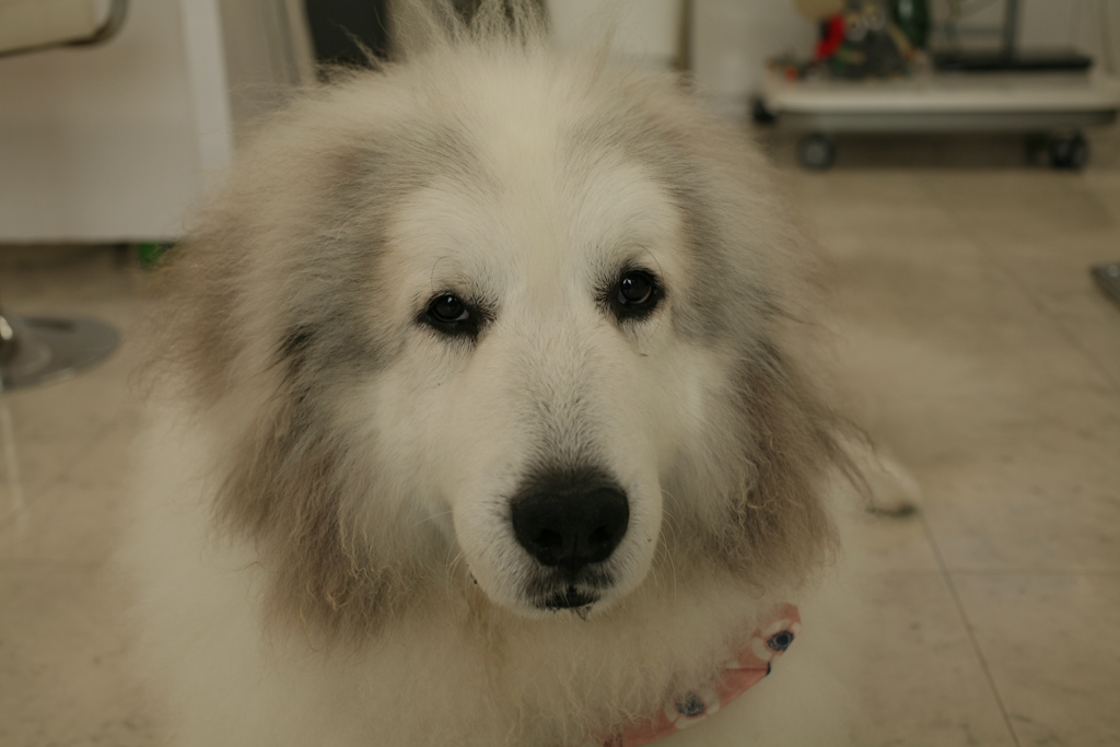 今日もかわいいココさん