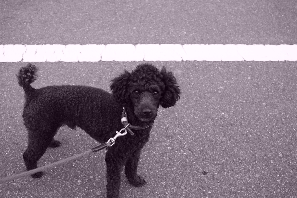 @2018-03-27  モノクロ