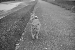 やってくるマルちゃん