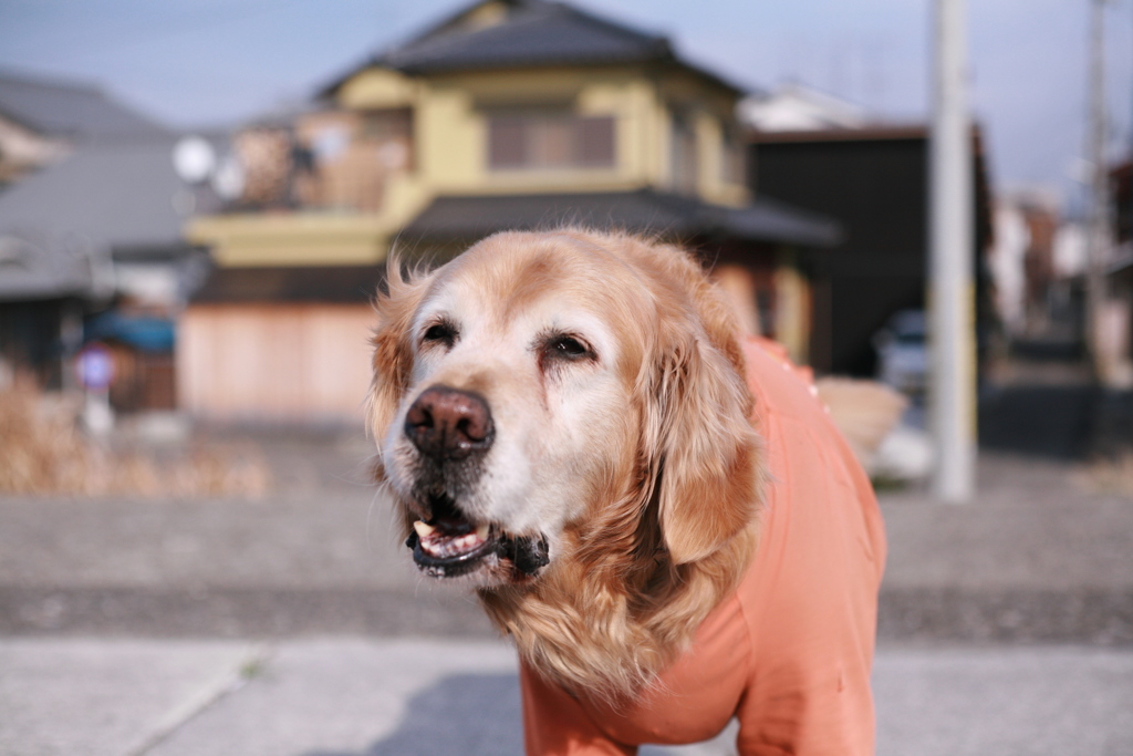 クッキーを要求するみゅうちゃん