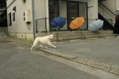 家出たら突然迷い犬がいた