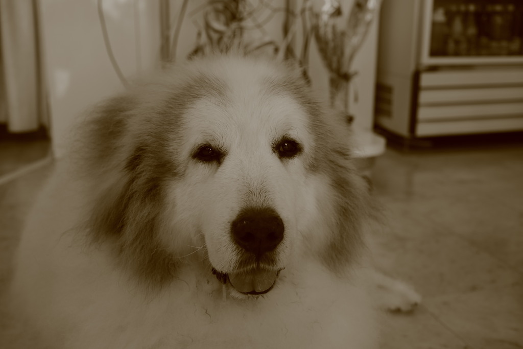 今日もお店番してるココさん