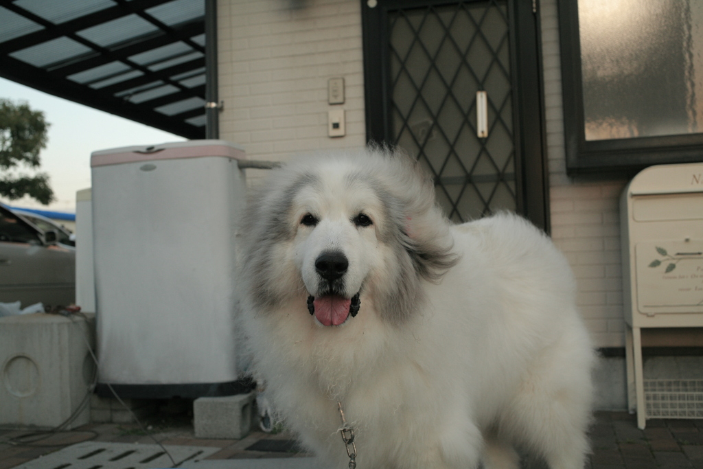 日曜も元気なココさん