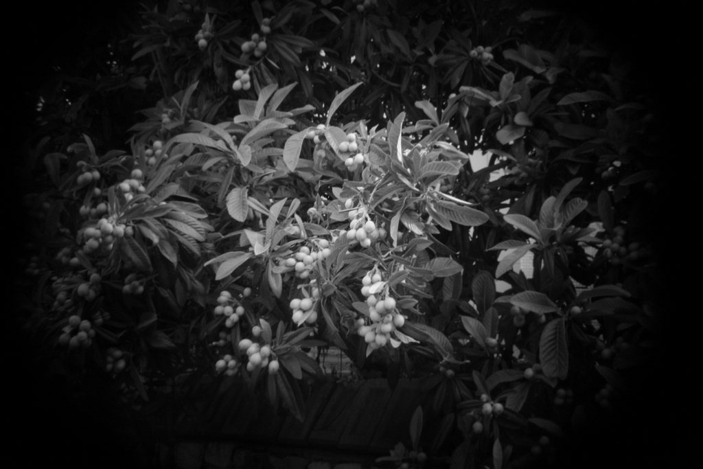 shot by Holga toy lens