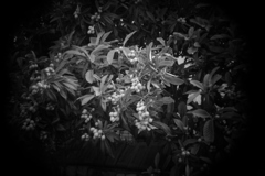 shot by Holga toy lens