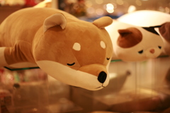 犬？　きつね？