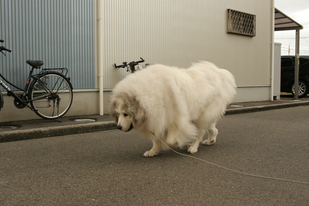 うんちょさんがしたいココさん