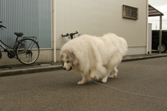 うんちょさんがしたいココさん