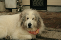 番犬してるココさん