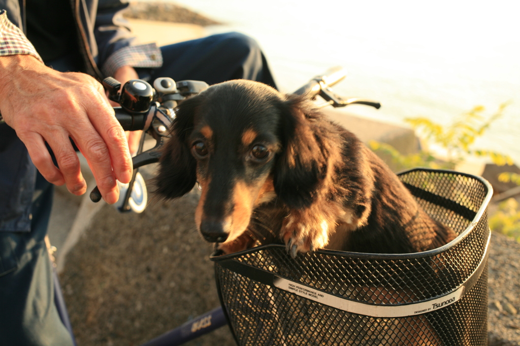 この子もココちゃん