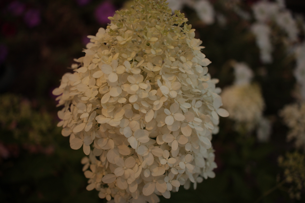 ココちゃんところの花