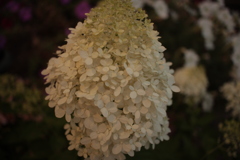 ココちゃんところの花