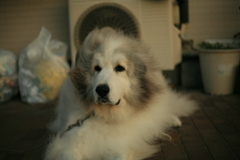 番犬してるココさん