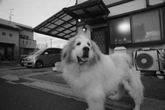 番犬してるココさん