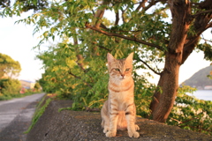 ねこ