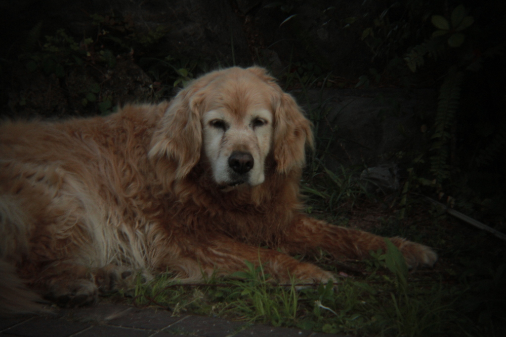 Eos7D＋Holga toy lens