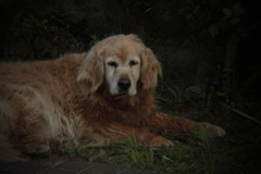 Eos7D＋Holga toy lens