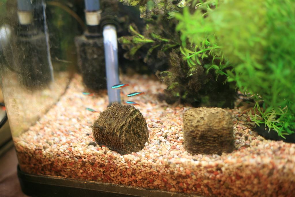 坂田さんの所のグッピー