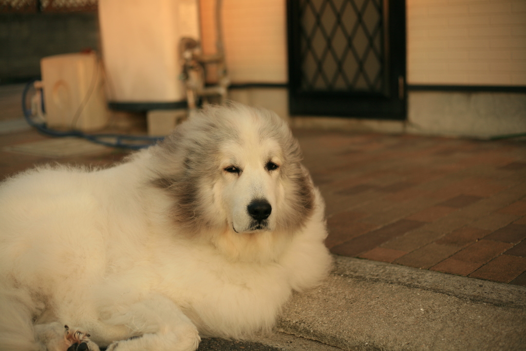 国民の休日もポニョポニョしてるココ様