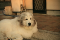 国民の休日もポニョポニョしてるココ様