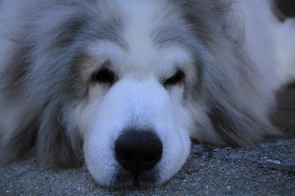 まったりしてるココさん