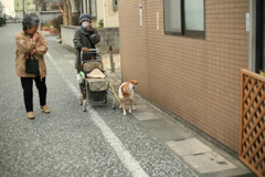 散歩から帰ってきたモモちゃん