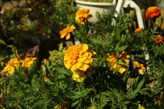 ココさん所の花