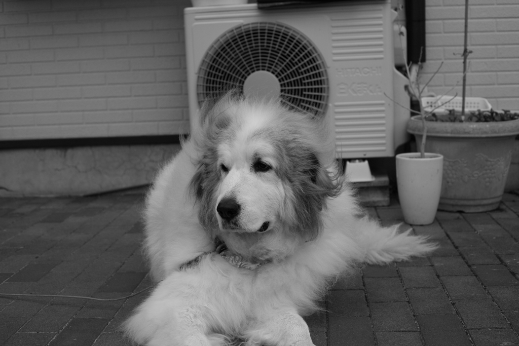 番犬してるココさん