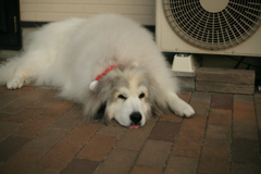 番犬してるココ様