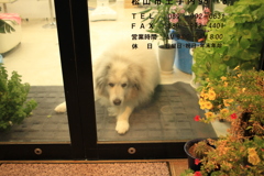 お店番してるココさん