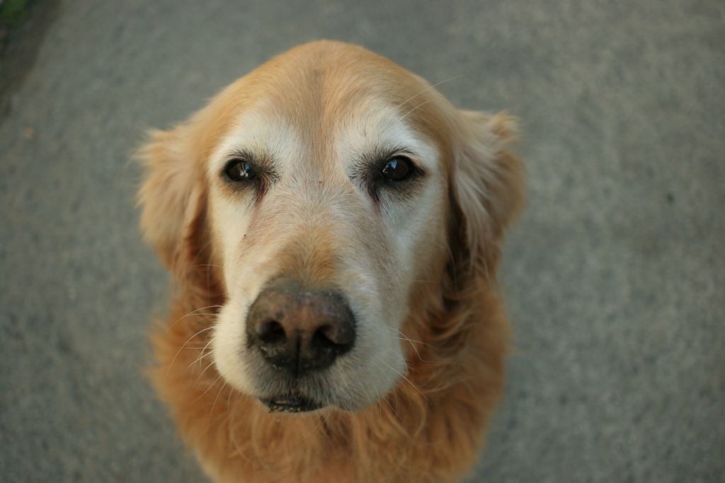 営業本部長みゅうちゃん