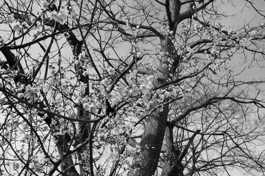 Eos20Dはモノクロにすると絶妙　６