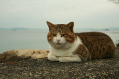 イケメン猫トム君