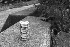 スクラッチくじが当たったからスペシャルご飯