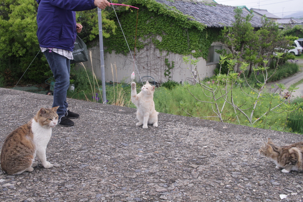 昨日、トム君らと