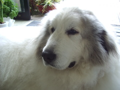 朝もお店番してるココさん