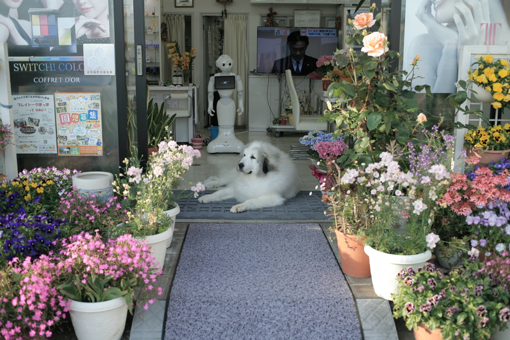今日もお店番してるココさん