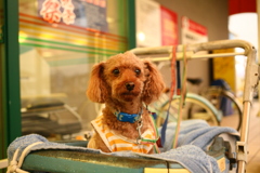 スーパーでお留守番の元ちゃん