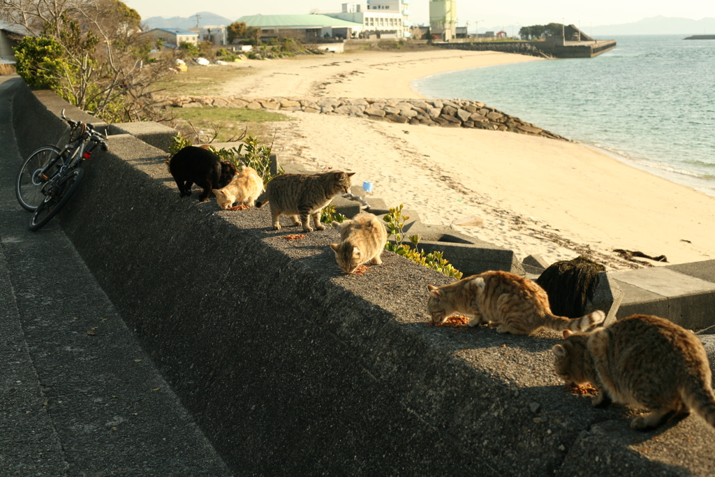 おまんまおいしい