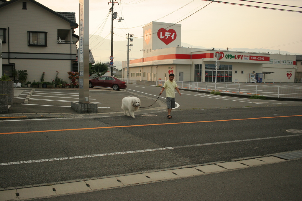 早朝涼しいうちに散歩に連れてってもらってるココちゃん
