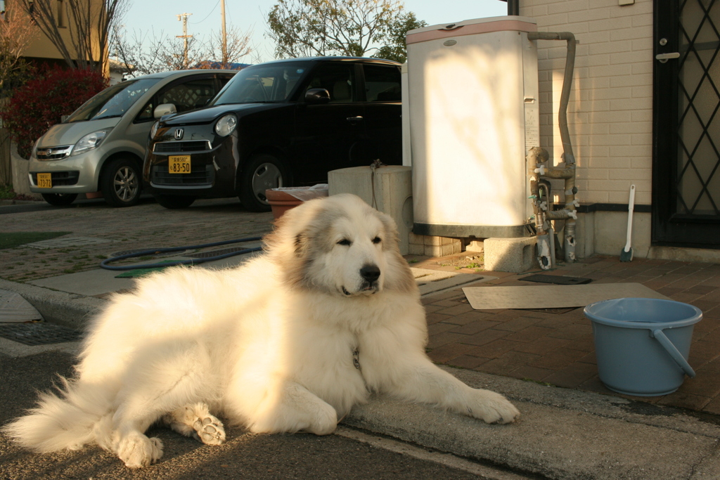絶食中も番犬してるココさん
