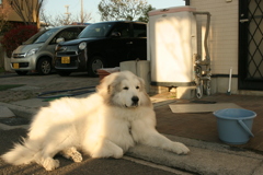 絶食中も番犬してるココさん