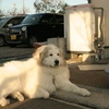 絶食中も番犬してるココさん