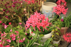 ココさん所の花
