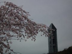 桜とタワー