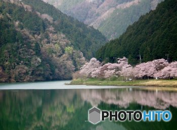 八百津・桜