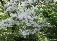 なんじゃもんじゃ