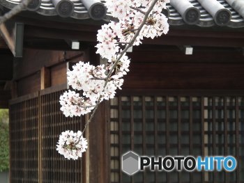 満開