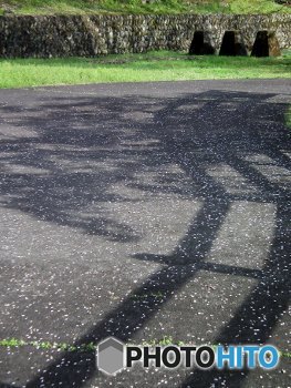 影・柵・花びら